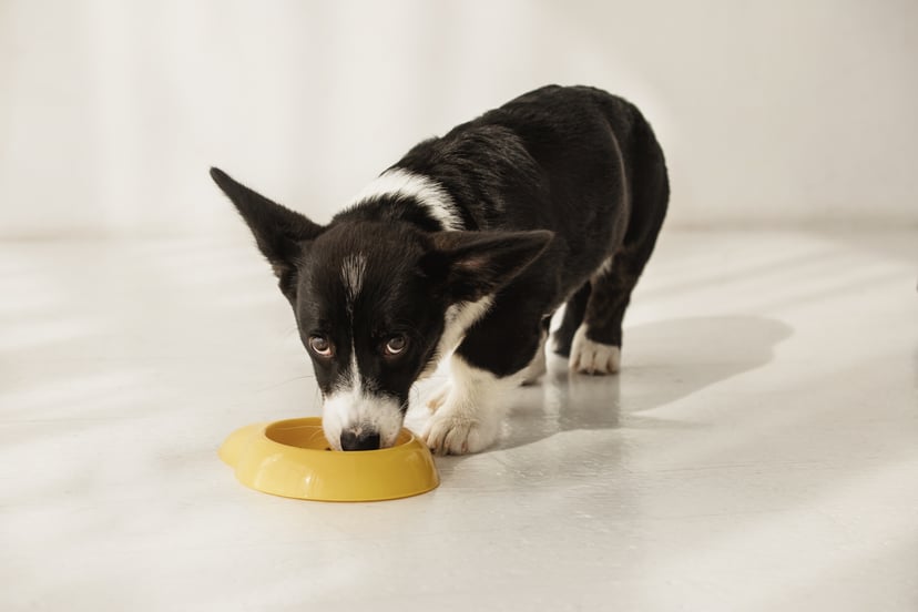 Portrait of black and white corgi eating from bowl on a floor in light room