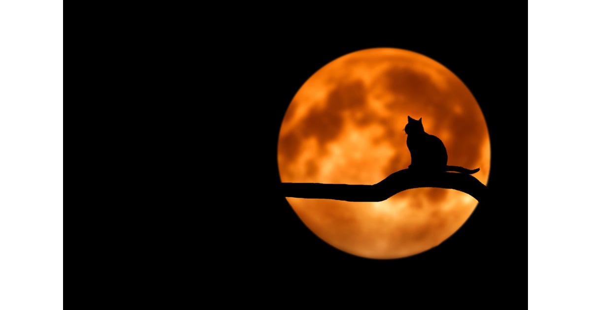 Cat Silhouette Zoom Background | Download Free Halloween Zoom Backgrounds | POPSUGAR Technology ...
