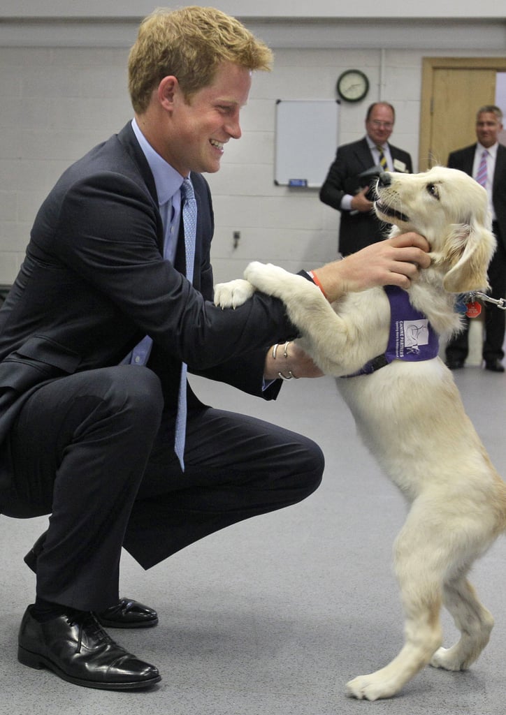 Prince Harry With Animals Pictures