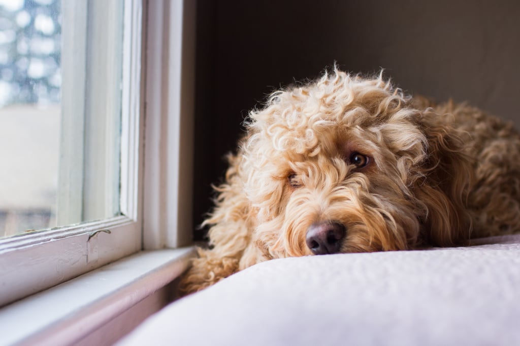 Cute Pictures of Goldendoodles