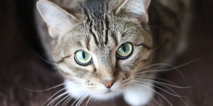 Why Do My Cat's Eyes Glow in Photographs? | POPSUGAR UK Pets