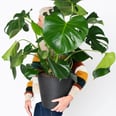 Breathe a Little Life Into Your Apartment With These 30 Houseplants You Can Order Online