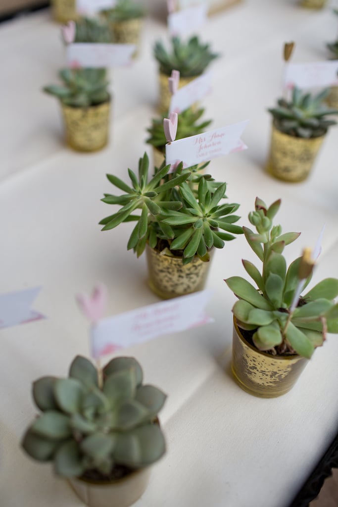 Grow Succulents For Favors