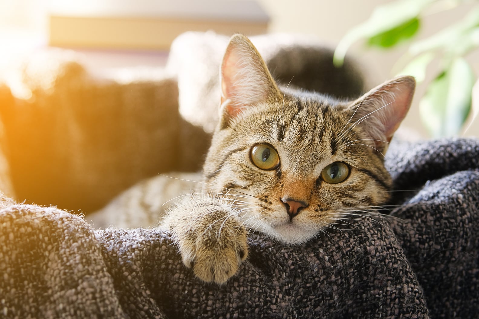 Why Does My Cat Have Eye Discharge? POPSUGAR Pets