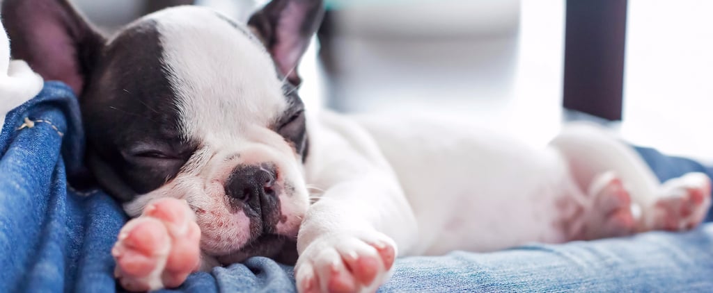 Dog GIFs