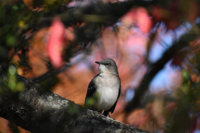 Look For Wildlife