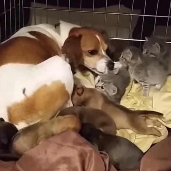 Dog Fosters Orphaned Kittens | Video