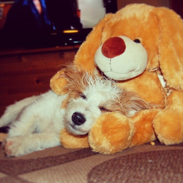 Cuddle Up | Ginny the Dog on Instagram | POPSUGAR Pets Photo 8