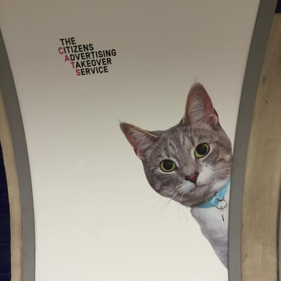 Cat Advertisements in London Underground