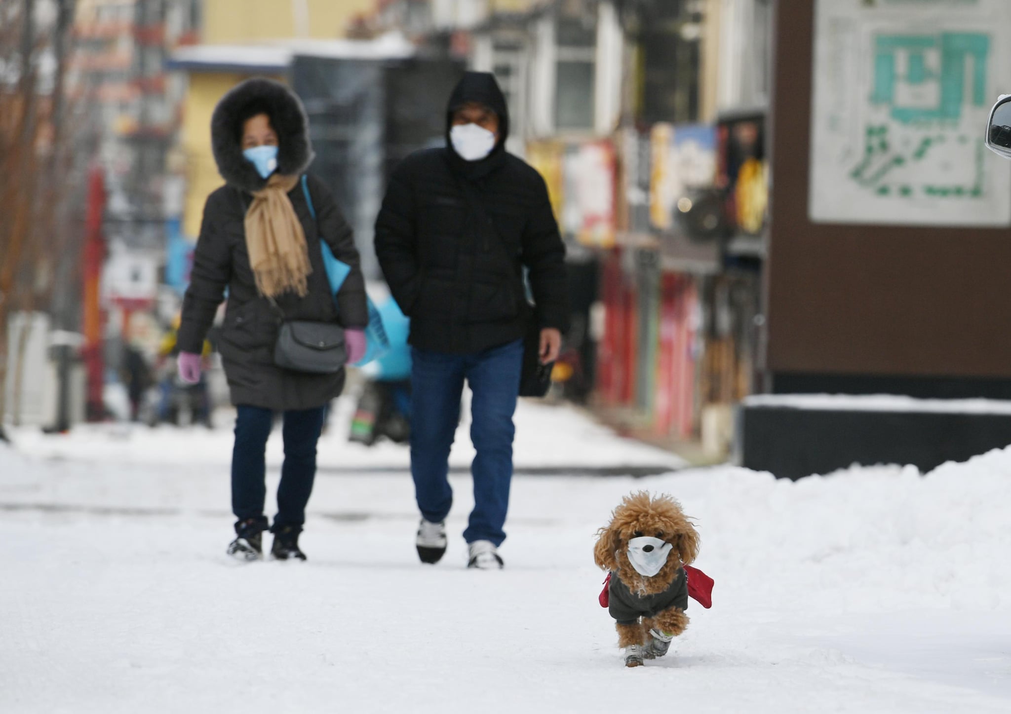 CHANGCHUN, CHINA - MARCH 04: A pet dog wearing face mask walks with owner on snow amid novel coronavirus outbreak on March 4, 2020 in Changchun, Jilin Province of China. (Photo by Zhang Yao/China News Service via Getty Images)