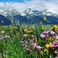 Mountain Highs: Head to Jackson Hole, WY, For a Wild Weekend