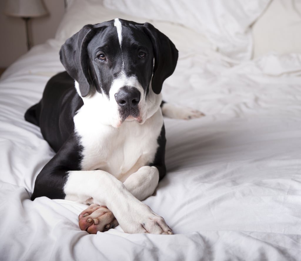 Cute Pictures of Great Danes