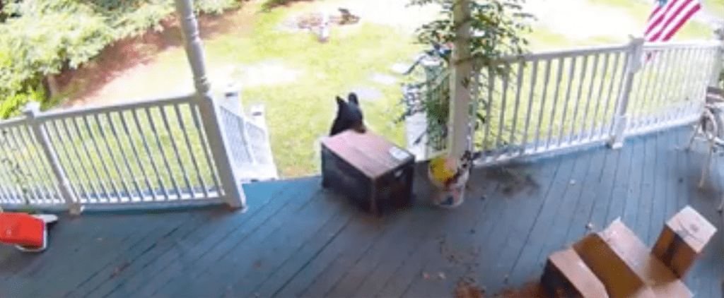 Please Watch as This Bear Gracefully Steals a Chewy Box Off Someone's Front Porch