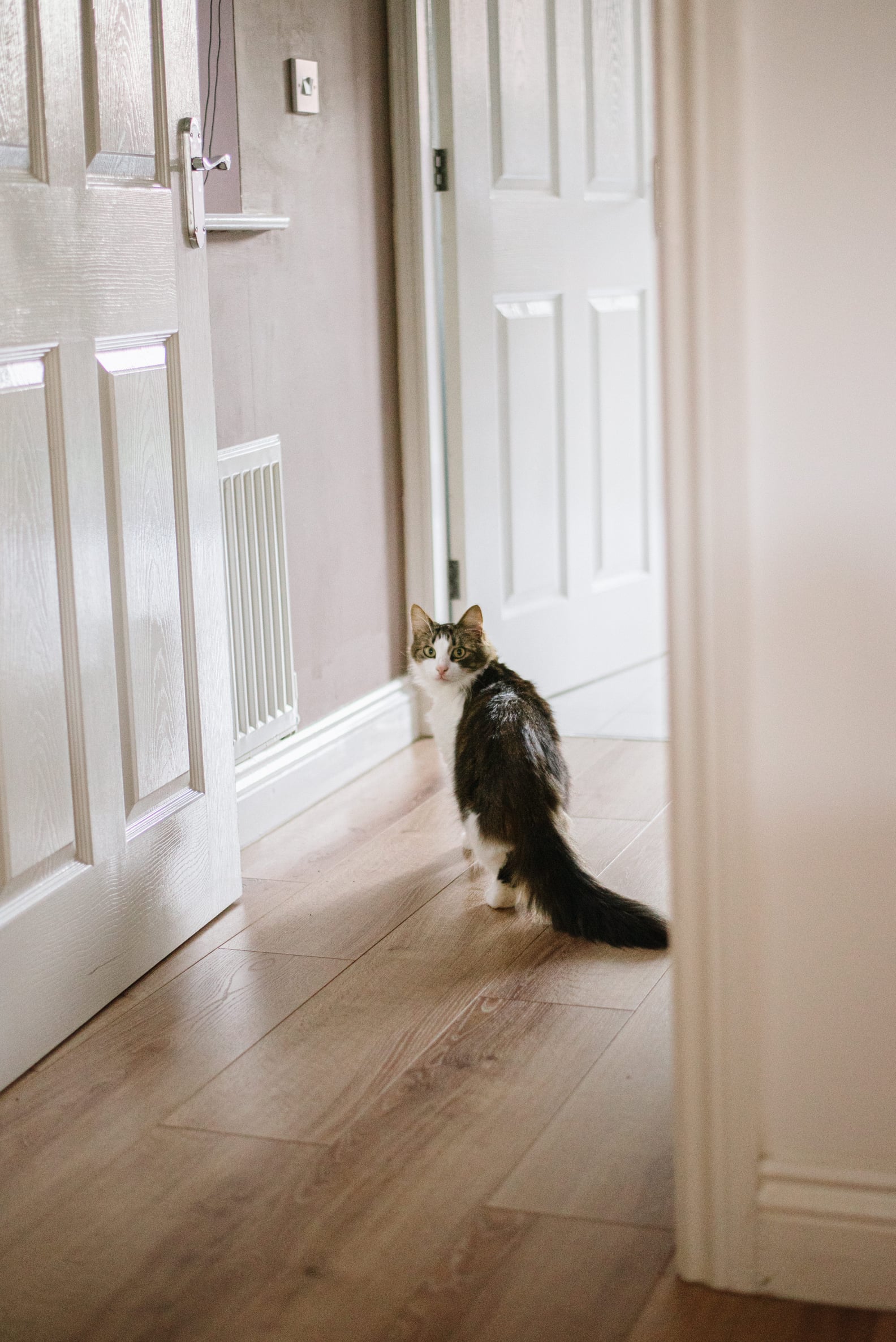 Why Does My Cat Wait for Me Outside of the Bathroom? POPSUGAR Pets