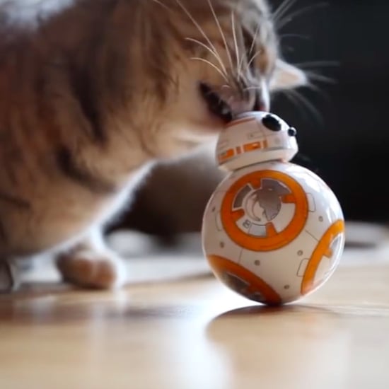 Cat Playing With BB-8 Toy | Video