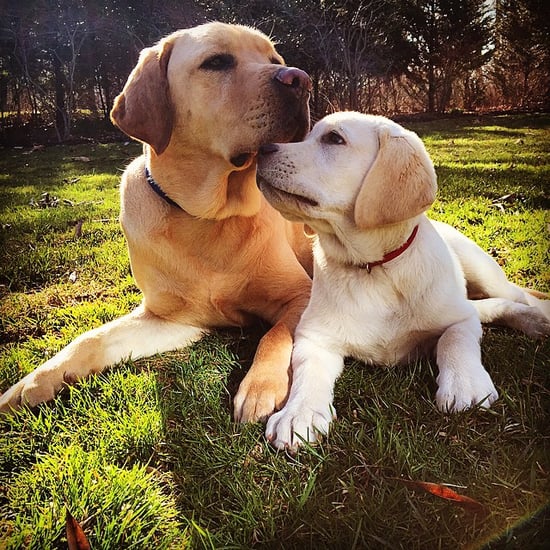 Instagram Dog Accounts