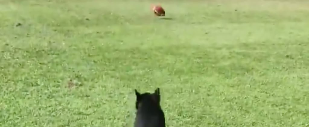 Video of a Dog With Paralyzed Back Legs Chasing His Ball