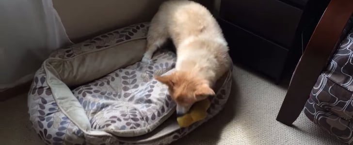 Corgi Plays Hide-and-Seek