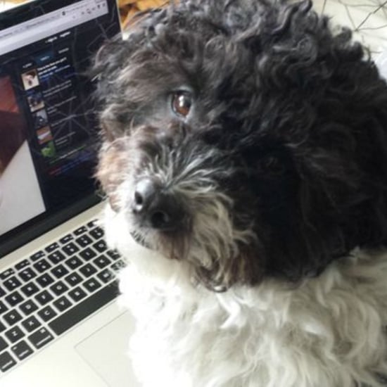 Imgur For Pets April Fools' Day Prank