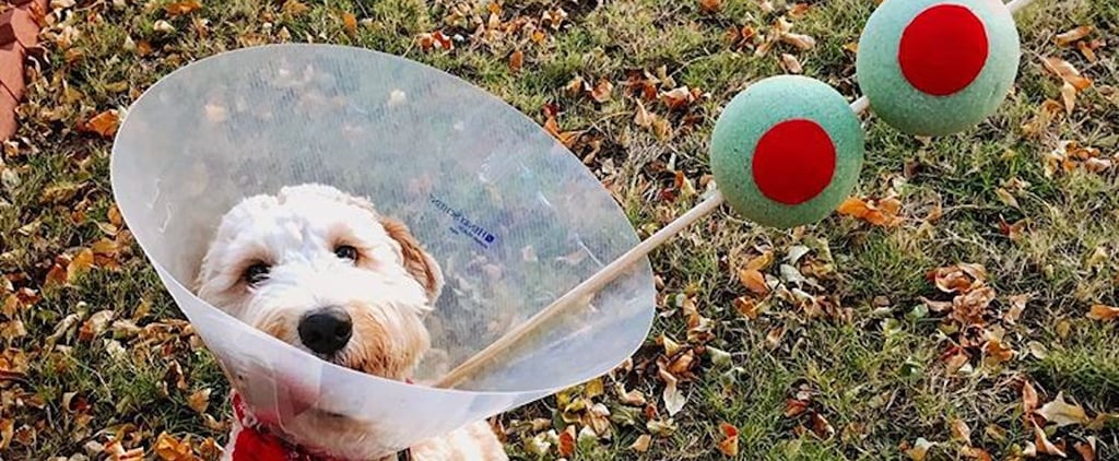 Easy Halloween Costumes For Dogs