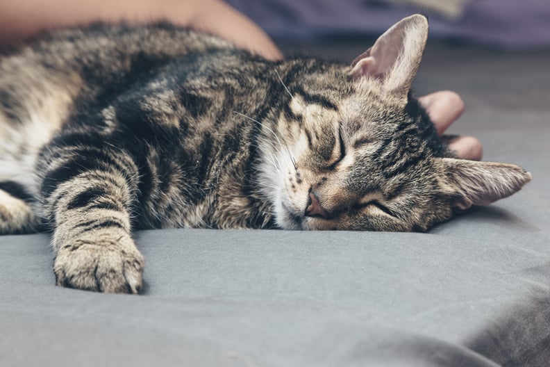 Cat sleeping at home, relaxed pet, moment of relaxation