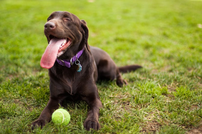 A chocolate Labrador Retriever dog with its eyes closed lays on grass with a tennis ball between its paws.