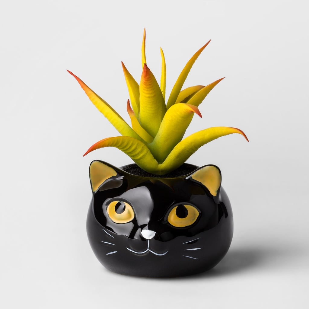 Hallow's Eve Cat Succulent