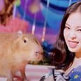 There's a Capybara in Blackpink's "Ice Cream" Video, and Hello, New Best Friend
