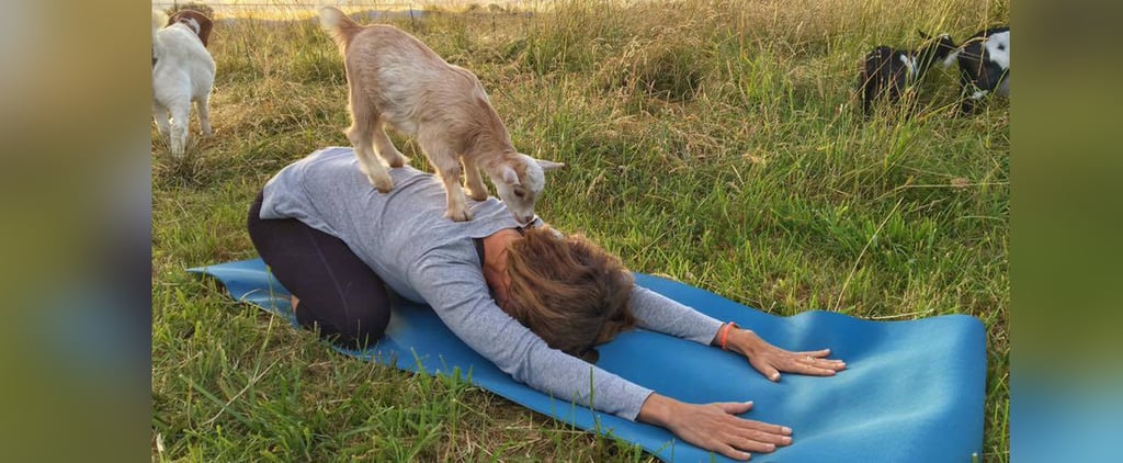Goat Yoga Classes (Video)