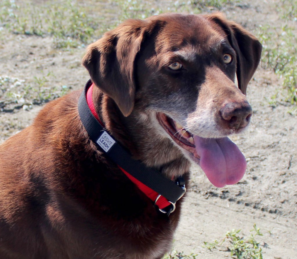 Because we know you might be headed out of town for vacation this Summer and inevitably taking your dog along, we want to make sure you have all the best equipment possible. One thing you can't be without, especially if you have a larger dog, is the Leisure Leash and collar set ($18). This set is an all-in-one system that allows you to never have to worry about taking the leash on or off or getting it wet or dirty. So. Simple.