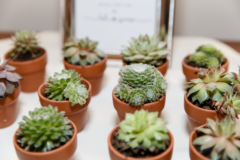 Succulents Favors