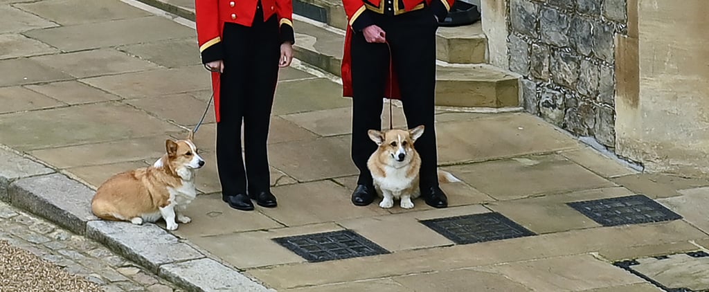 Queen Elizabeth II's Corgis Attend Her Funeral