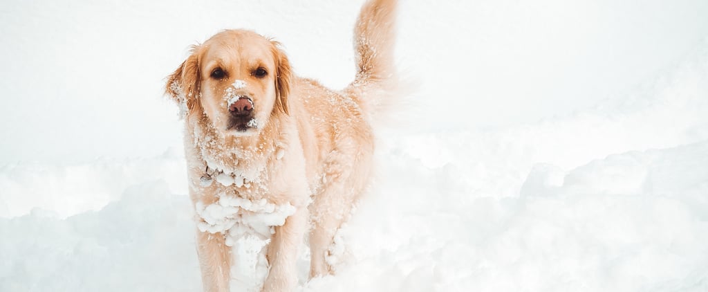 How to Remove Ice and Snow from a Dog's Fur