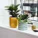 Best Indoor Plants For Dorms