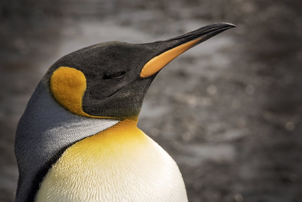 Antarctica King Penguins