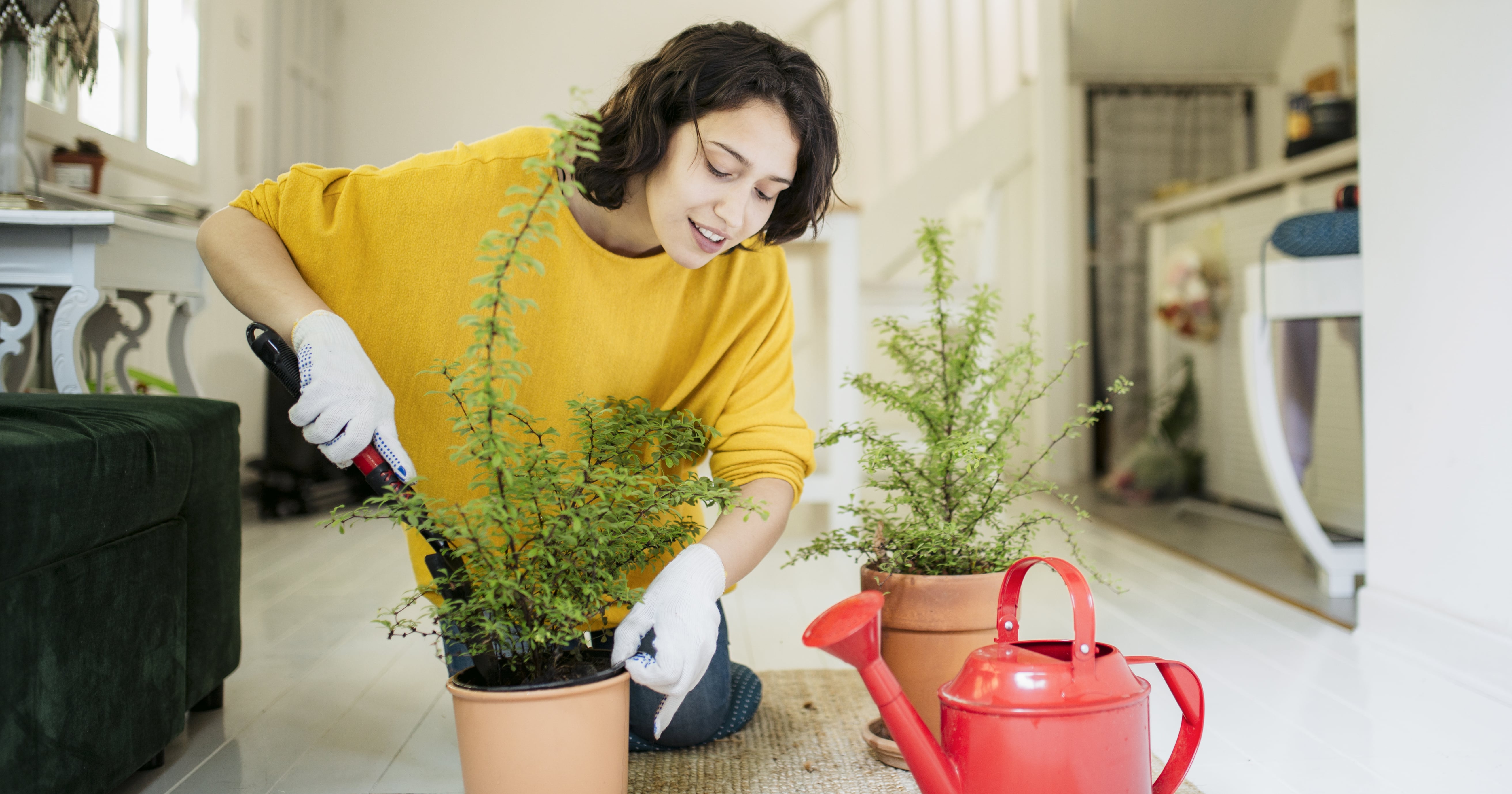 Best Indoor Gardening Gifts POPSUGAR Home