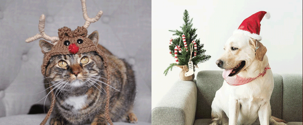 Festive Holiday Pet Photos