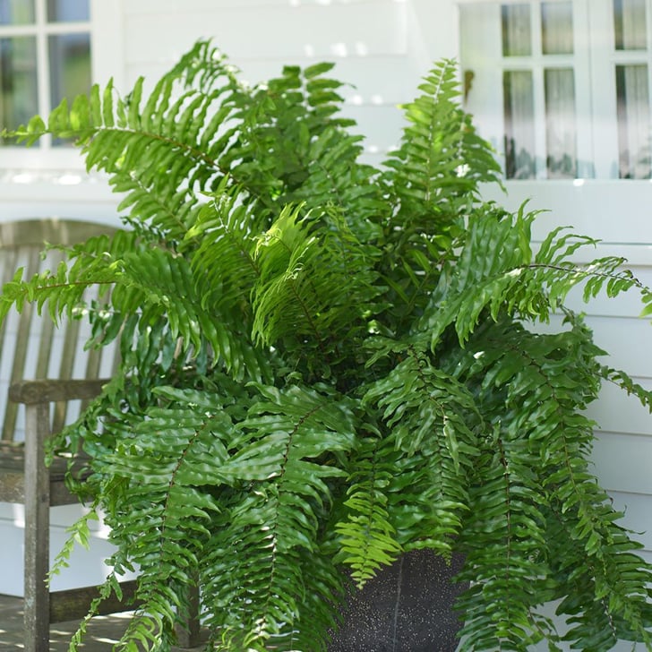Macho Fern Best Large Indoor Plants POPSUGAR Home Photo 33