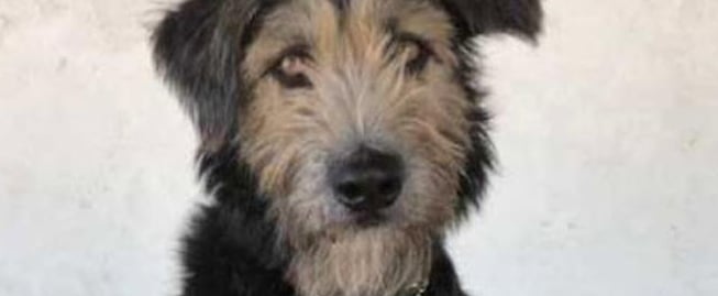 Shelter Dog Becomes Lady and the Tramp Disney Star