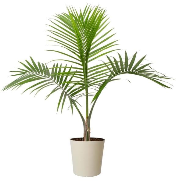 Costa Farms 10 in. Majesty Palm in Paradise Planter