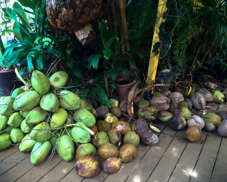 Don't even get me started on all the coconuts. What to Do on the Big