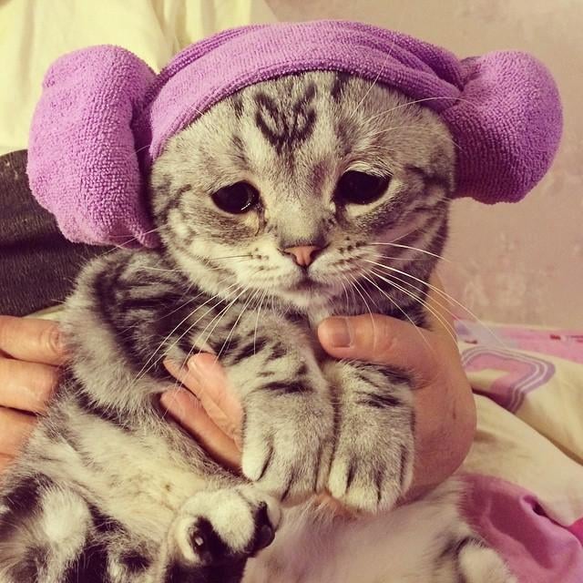 Saddest Cat on the Internet | Pictures
