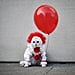 Cat Dressed Up as Pennywise From the It Movie For Halloween