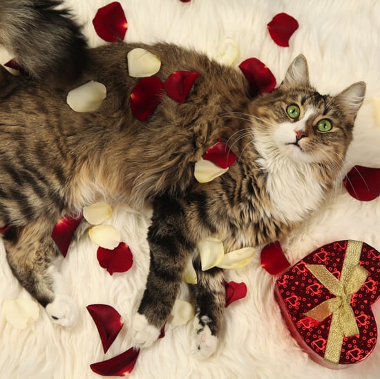 Valentine's Day Gift Ideas For Pets