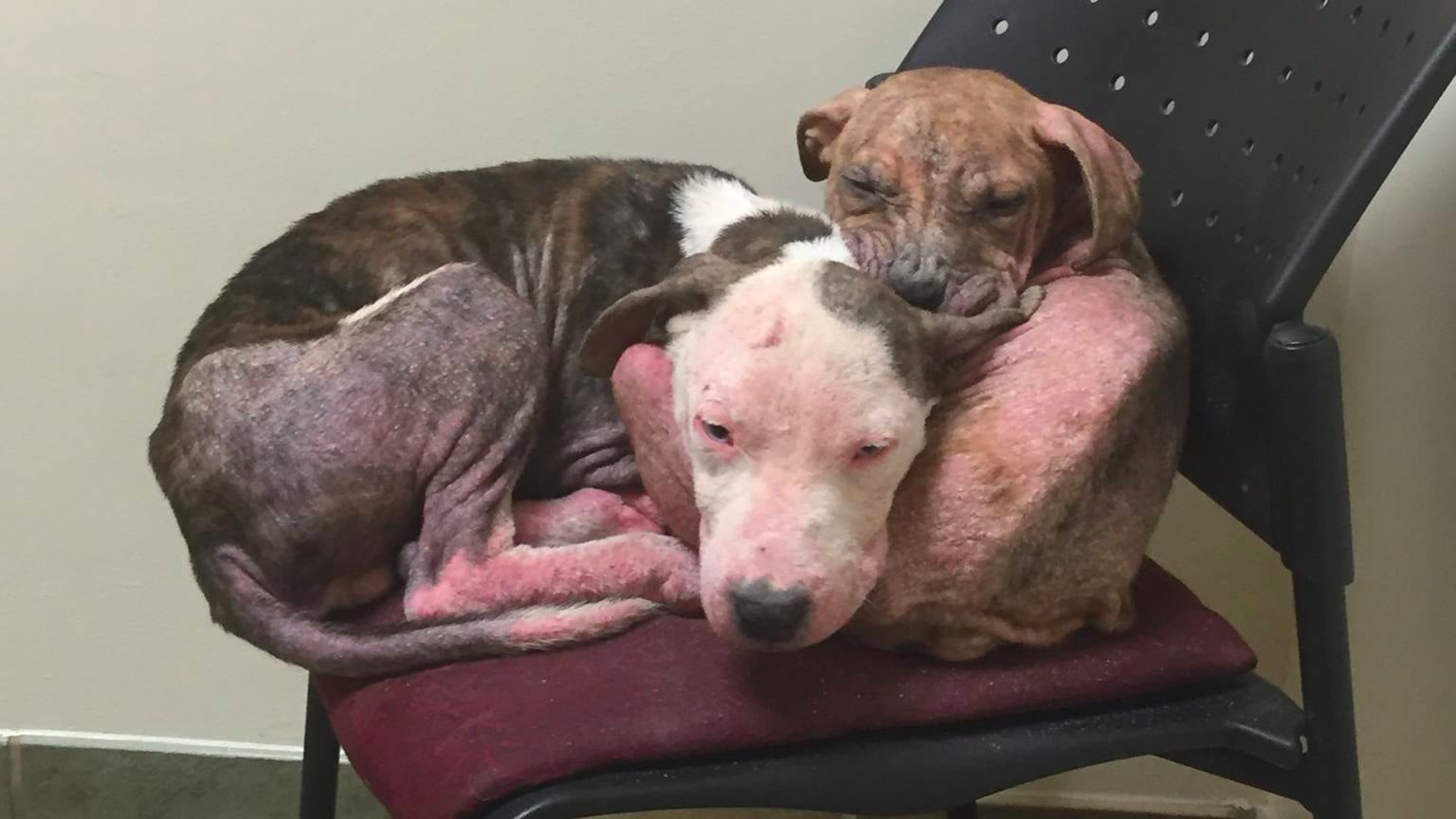 Mange best sale in pitbulls