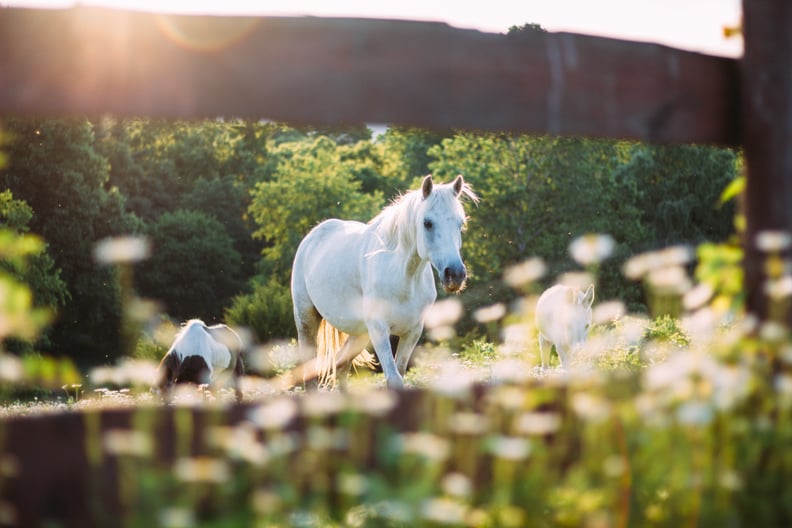 Horse Yoga: Candler, NC