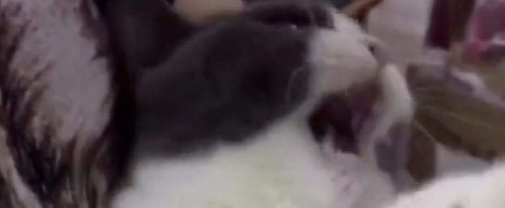 Cat Screaming at Food Being Taken Away | TikTok Video