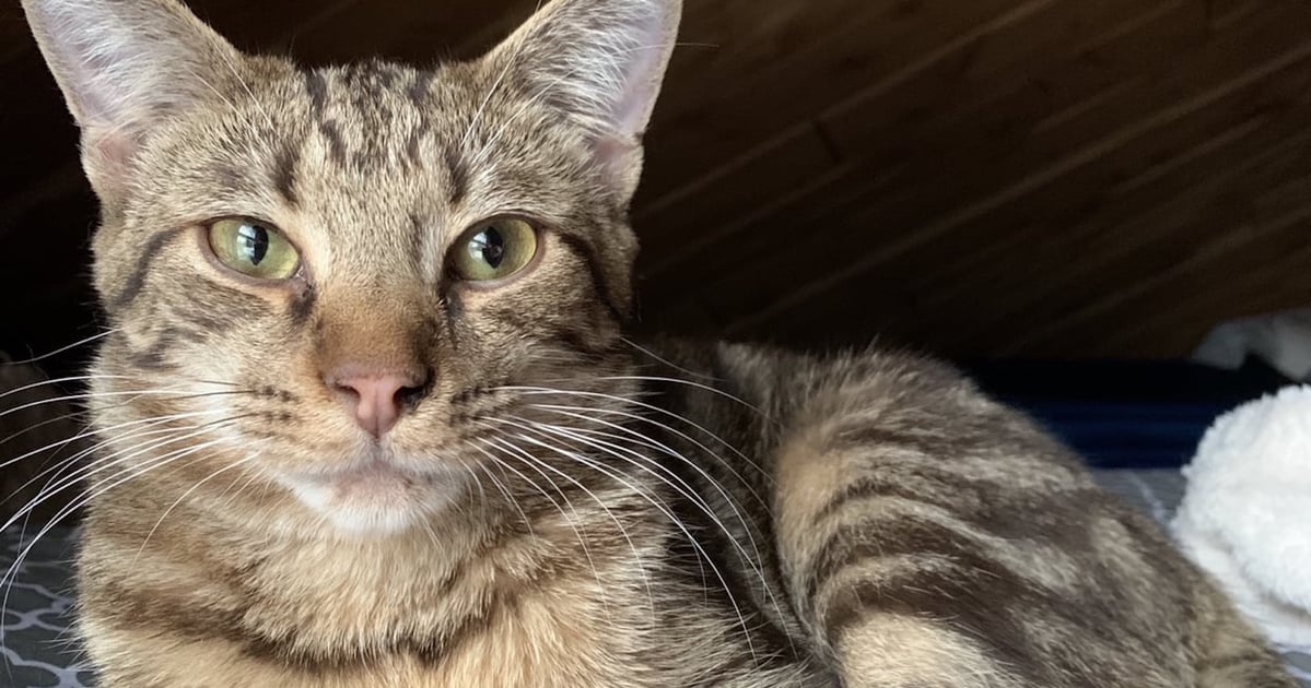 How Adopting a Cat Helped My Psychological Well being