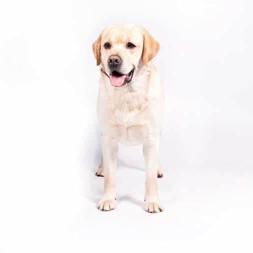 Top Dog Breeds of 2013