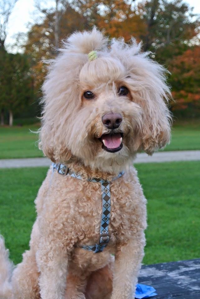 Photo Doggies For Anthony Facebook Movement